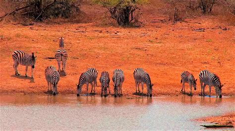 5-five-5: Kruger National Park. (South Africa)