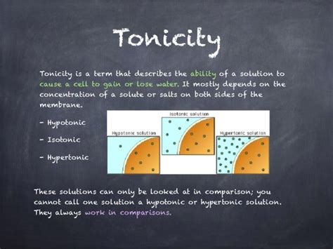 Cell Membrane And Tonicity Worksheet Quizlet - Engreen