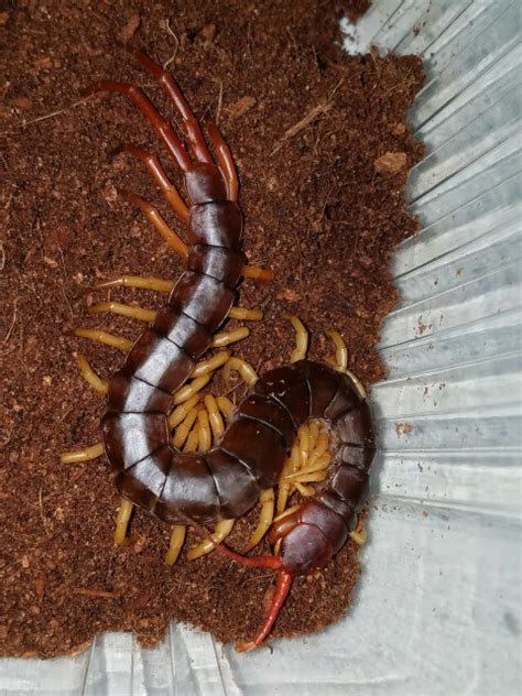 Scolopendra-subspinipes-for-sale