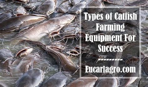 12 Catfish Farming Equipment For Success 2024