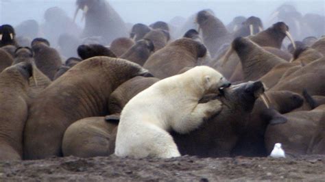 Polar bear takes its chances against walrus herd : r/natureismetal