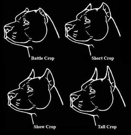 Pitbull Ear Cropping Styles Chart