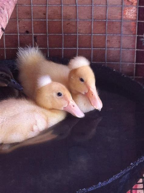 Crested Duck