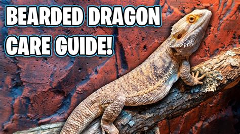 Bearded Dragon Care Guide – Beginners Guide – Pet News Live