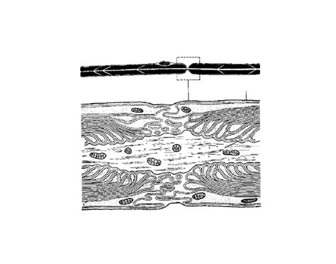 Node of Ranvier - Histology of Nerve Tissue Quiz