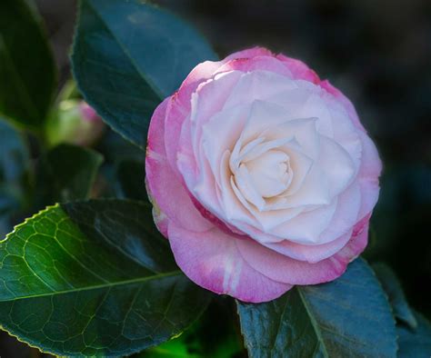 Types of camellias: 10 evergreen varieties for early color | Homes ...