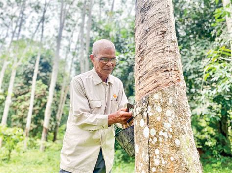 Kenaikan harga getah tak menggembirakan - Utusan Malaysia