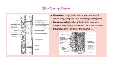 Translocation in Phloem, Phloem Loading & Unloading + Pressure Flow ...