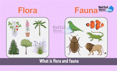 What is flora and fauna - Netsol Water