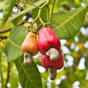 Anacardium occidentale – NutraWiki