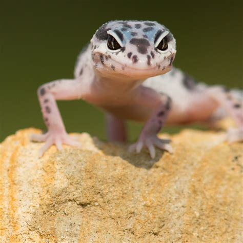 3 Types of Geckos in New Mexico! (ID Guide) - Bird Watching HQ