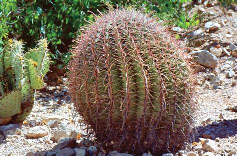 Barrel cactus | Description, Facts, & Species | Britannica