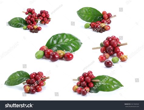 Collection Red Coffee Beans Isolated On Stock Photo (Edit Now) 361584503