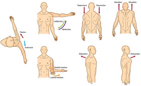 Shoulder Flexion Muscles