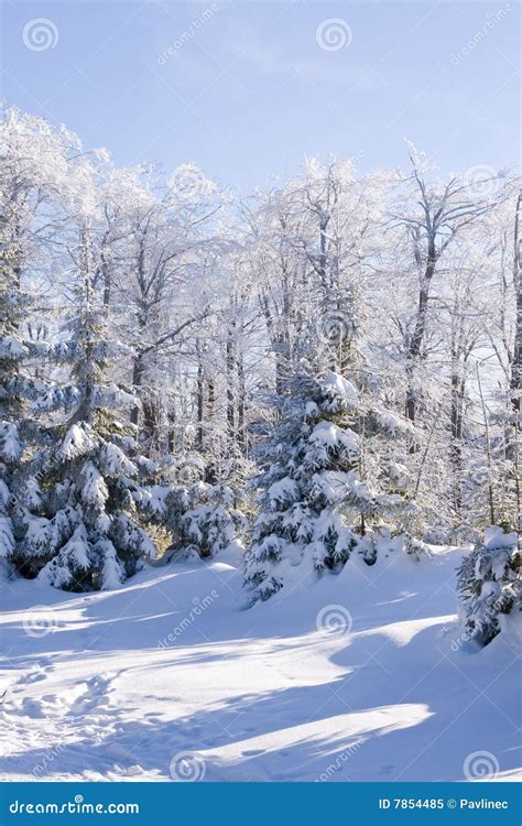 Fresh Snow in the Mountains Stock Image - Image of holiday, mountain ...