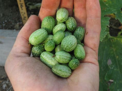 Mexican Sour Gherkin Pickles: Tiny Watermelons in a Jar – The Carrot ...