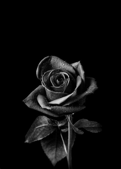 Black Roses Art Print by UrbanWallArts - X-Small | Black roses ...