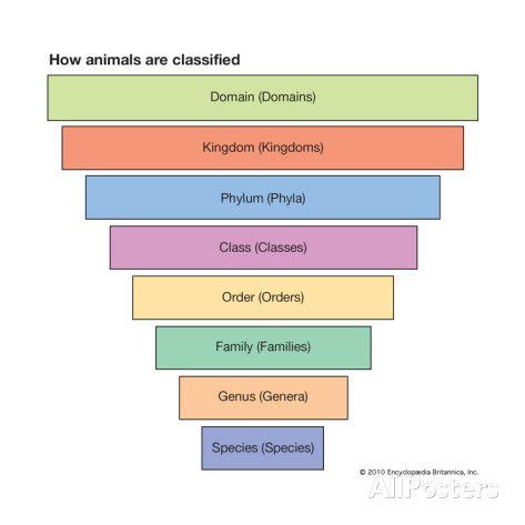 pyramid mnemonic - Google Search Taxonomy Biology, Science Camp, Life ...