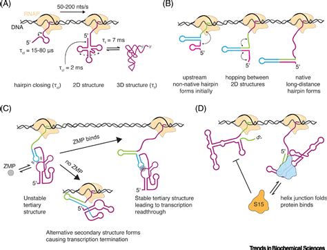 A roadmap for rRNA folding and assembly during transcription: Trends in ...