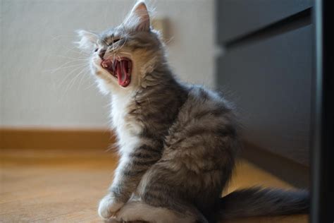 Premium Photo | Siberian kitten yawning very sleepy puppy cat ...