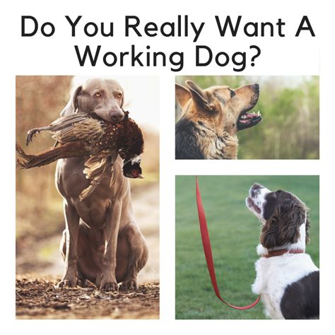 Do You Really Want A Working Dog? - SpiritDog Training