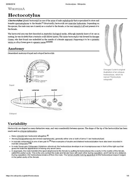 Hectocotylus | PDF | Octopus | Zoology