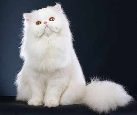 5 Top Furry Cats Breeds And Their Personalities - Cats In Care