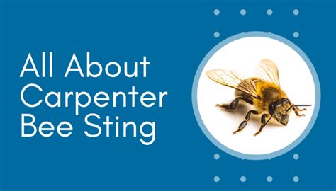 Can Carpenter Bee Sting? How to Treat Carpenter Bee Sting