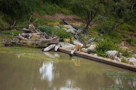 Hamiltons Tented Camp, Kruger Park | Go2Africa.com