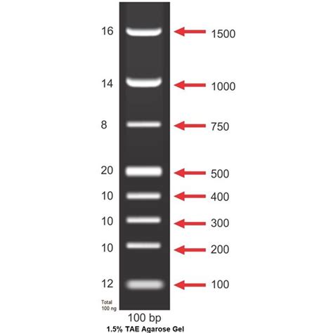 100 bp DNA Ladder @ Rs 1200/500μl. Superior quality, sharp DNA bands.