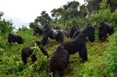 Is There Hope for These Great Apes? - The New York Times