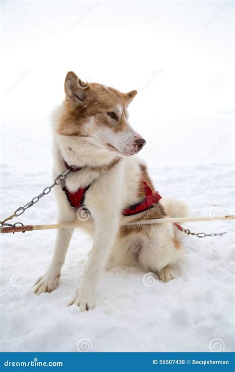 One Inuit Sled Dog Harnessed in Snow for Dogsledding in Minnesota Stock ...