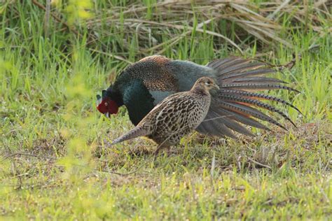 All about The Green Pheasant - Japan's National Bird in Japan