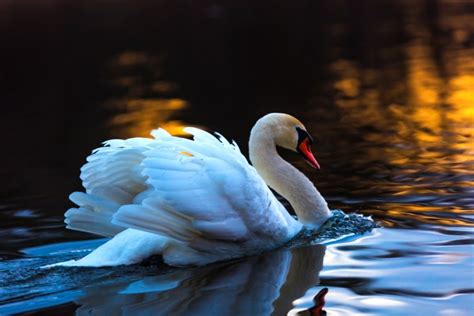 Swan Meaning and Swan Symbolism on Whats-Your-Sign