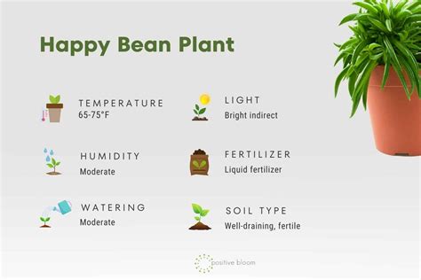 All Gloomy Gardeners Need The Happy Bean Plant!