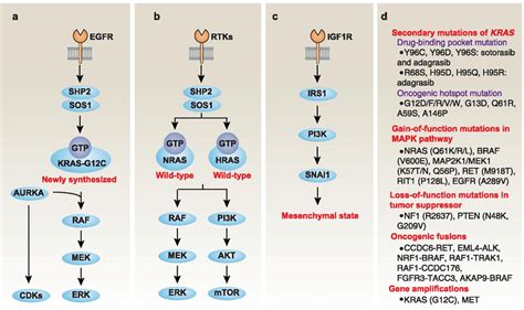 Mechanisms of adaptation or resistance to KRAS-G12C inhibitors. a ...