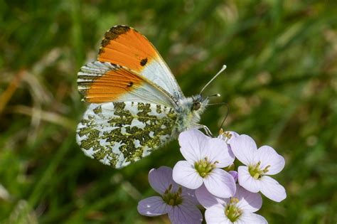 Orange Tip | Dorset Butterflies