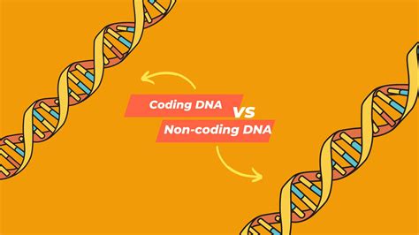 Comparison Between Coding vs Non-coding DNA – Genetic Education