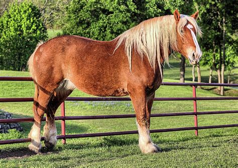 Belgian Draft : Horse Breed Belgian Draft : The belgian draft horse is ...