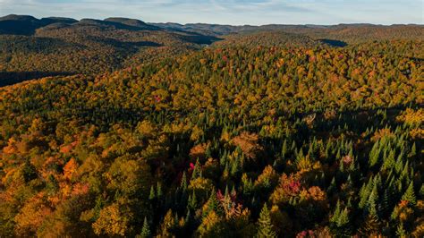 Boreal Forests | Audubon