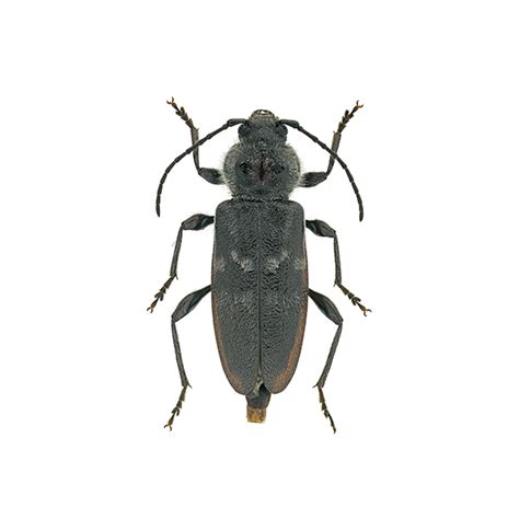 How to Identify and Prevent Wood Borer Beetles