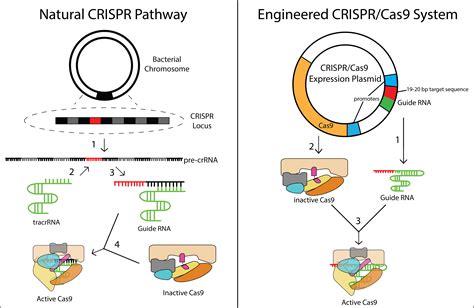 Crispr Conference 2024 - Val Cecilla