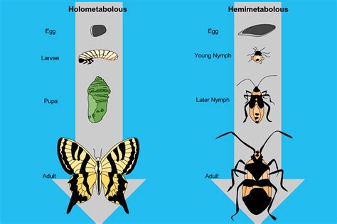 A bug’s life: understanding insect transformation | Texas Standard