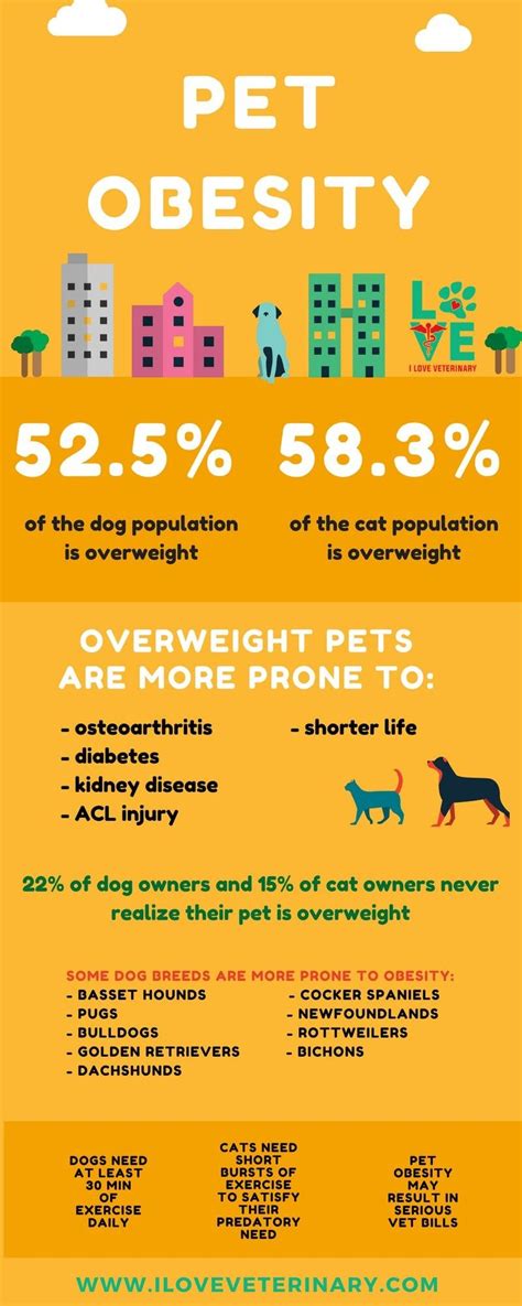 Pet Obesity - I Love Veterinary