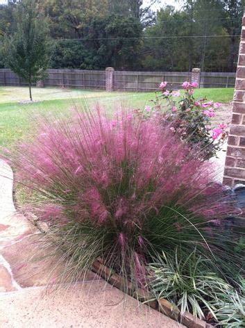 View "Pink Muhly Grass" Image at BirdsandBlooms | Plants, Ornamental ...