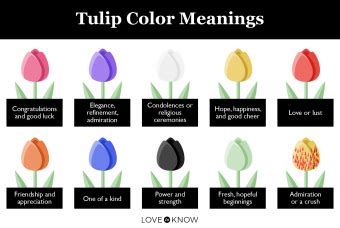 Meaning and Symbolism of Different Color Tulip Flowers | LoveToKnow