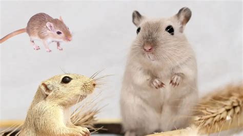 Types of gerbil breeds – All Small Pets