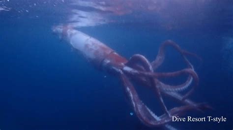 Japan divers capture rare footage of live giant squid | AFP - YouTube