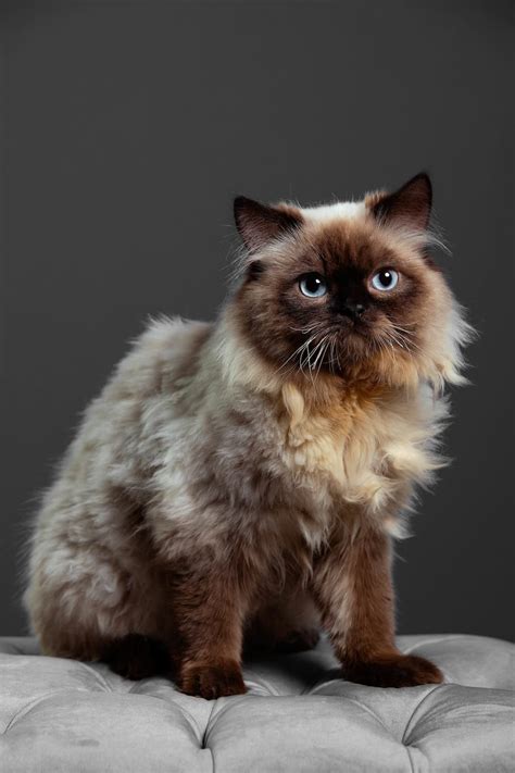 Himalayan Cat Colors - Top 10 Colors from Common to Rare