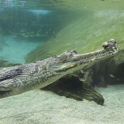 Ganges River Crocodiles